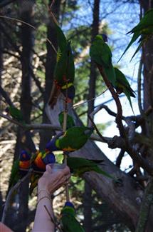 Volière Australie - Parc Animalier Morbihan 56