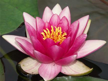 Jardin Lotus bretagne 