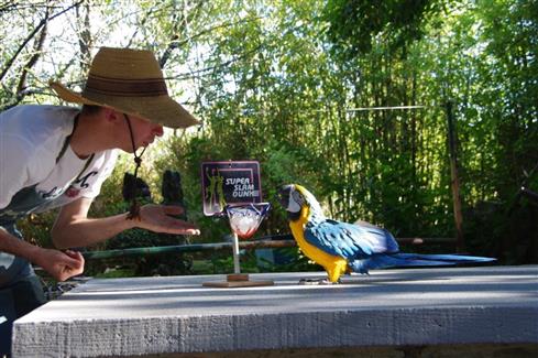 Le spectacles des oiseaux