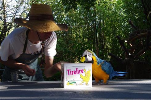 Le spectacles des oiseaux