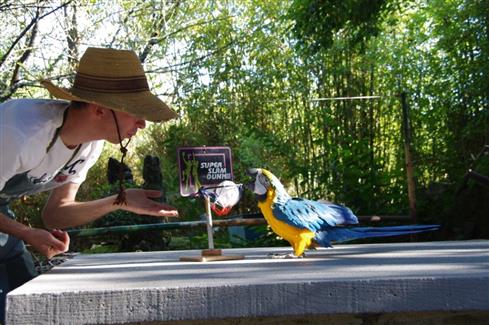Le spectacles des oiseaux