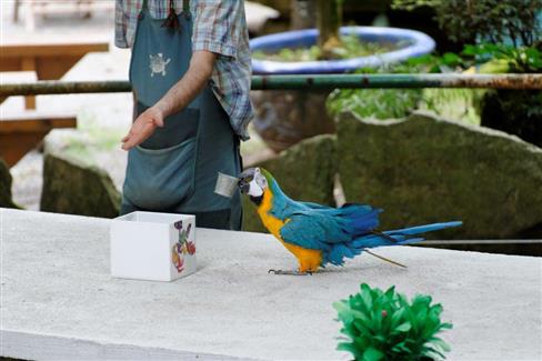 Le spectacles des oiseaux