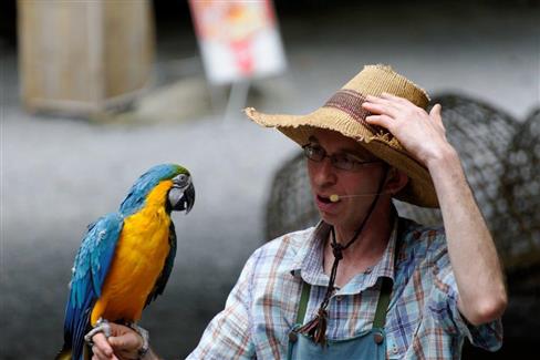 Le spectacles des oiseaux