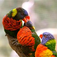 Tropical Parc dans le Morbihan