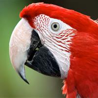 Tropical Parc dans le Morbihan