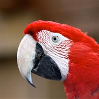 Tropical Parc dans le Morbihan