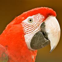 Tropical Parc dans le Morbihan