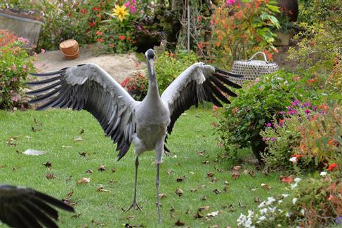 Tropical Parc - Spectacles - grues 