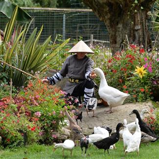 oiseaux variés 