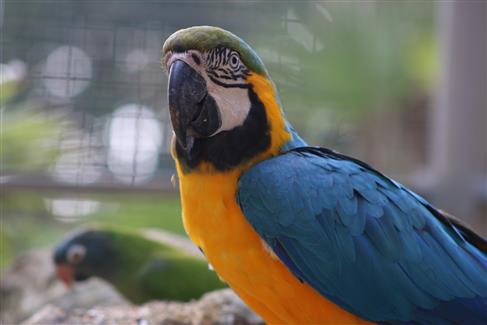 parc zoo Bretagne, ara jaune et bleu 