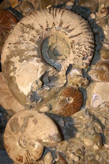 fossiles en Bretagne 