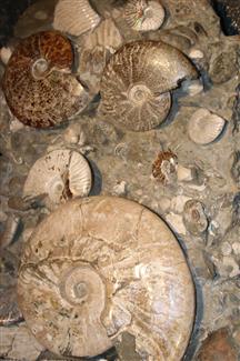 minéraux et fossiles - Bretagne 