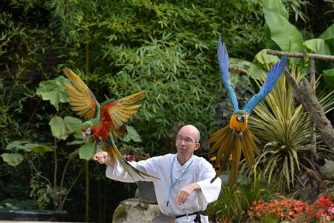 tropical parc - spectacle des oiseaux 