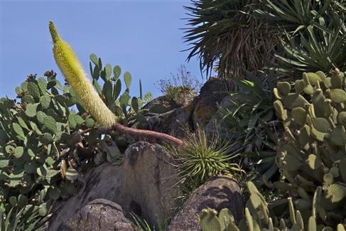 Jardin Mexicain - zoo bretagne 56