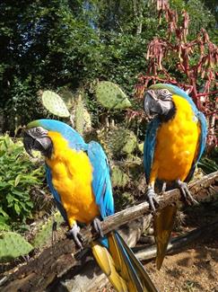 Jardin Mexicain - jardin botanique bretagne sud 