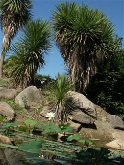 Cactus morbihan