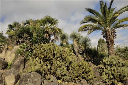 jardin cactus Morbihan