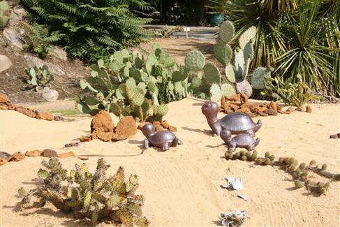 jardin cactus 56 Morbihan