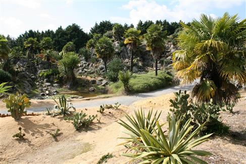 cactus mexique - bretagne 