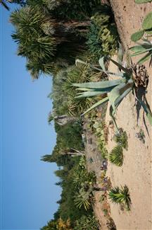zoo 56 - Jardin Mexicain 