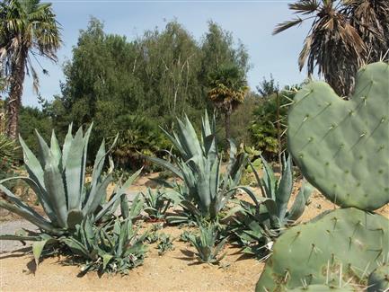 zoo morbihan - Jardin Mexicain 