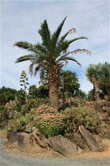 Bretagne - Jardin Mexicain 