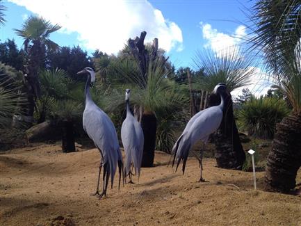 Grues - Jardin Mexicain 