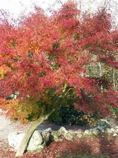 Jardin Thai - Bretagne Morbihan 56