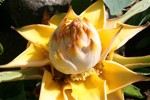 Bretagne - Jardin Thai fleurs 