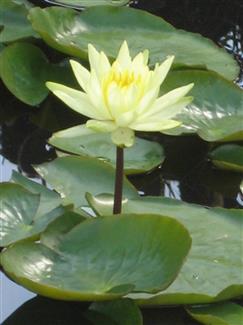 jardins et plantes morbihan 