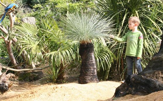 Jardin Australien - Tropical Parc  Morbihan 56