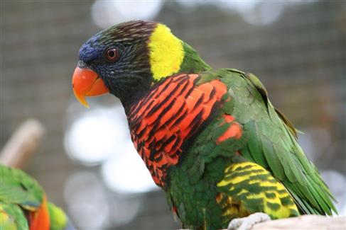 Jardin Australien - Tropical Parc saint jacut les pins 