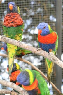 Jardin Australien - Tropical Parc  - parc animalier morbihan 