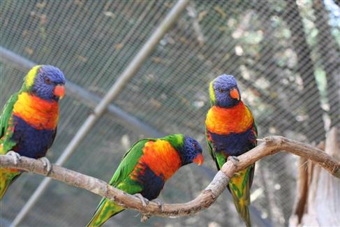 Jardin Australien - Tropical Parc - Morbihan parc animalier morbihan 