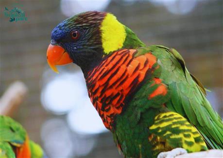 Tropical Parc zoo Bretagne