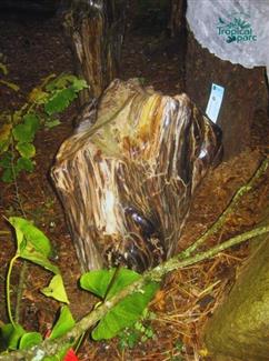 Bois fossilisé