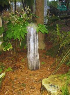 Des bois fossilisé Tropical Parc
