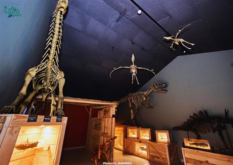 jeux squelette dinosaures salle paléontologie