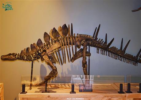 squelette grandeur nature dinosaure attraction morbihan