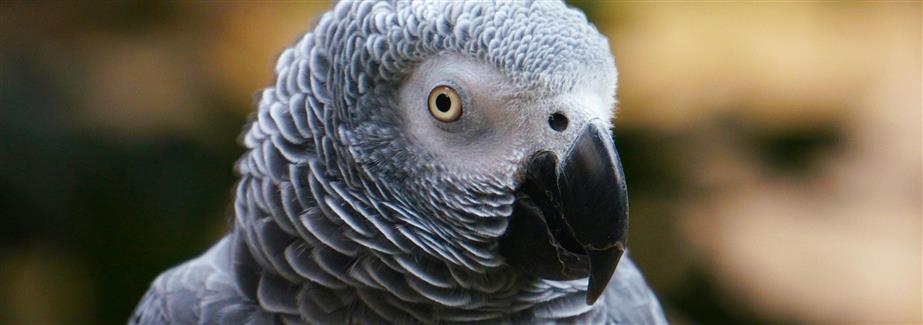 Zoo parc Morbihan