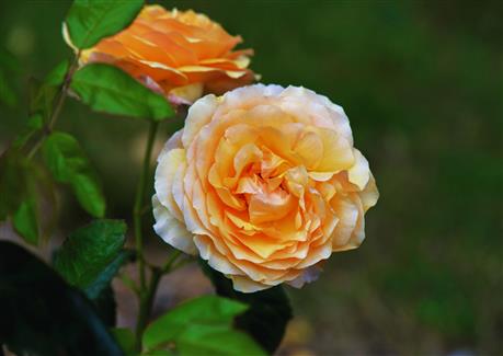 Jardin de roses