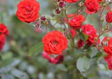 Jardin roseraie Bretagne