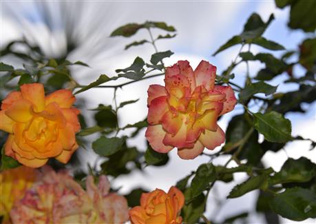 Jardin roses Morbihan