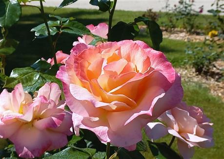 Roses Tropical Parc Bretagne
