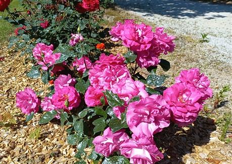 Roses Tropical Parc Morbihan