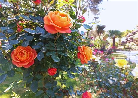 Jardin roses roseraie