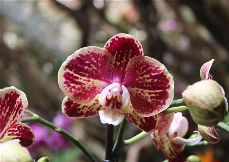 Serre orchidée - Tropical Parc - zoo parc Bretagne sud 