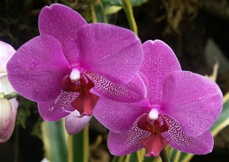 Serre orchidée - Tropical Parc - jardins bretagne 