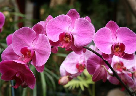 Serre orchidée - Tropical Parc - parc 56