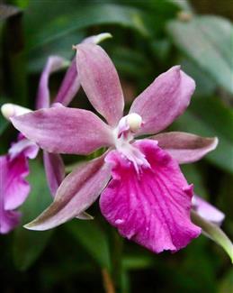 Serre orchidée - Tropical Parc - zoo parc Bretagne